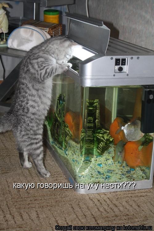 Котоматрица: какую говоришь на уху нести???