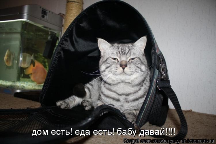 дом есть! еда есть! бабу давай!!!!... Котоматрица: дом есть! еда есть! бабу давай!!!!