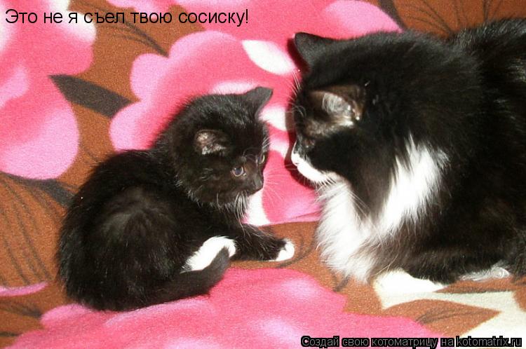 Это не я съел твою сосиску!... Котоматрица: Это не я съел твою сосиску!