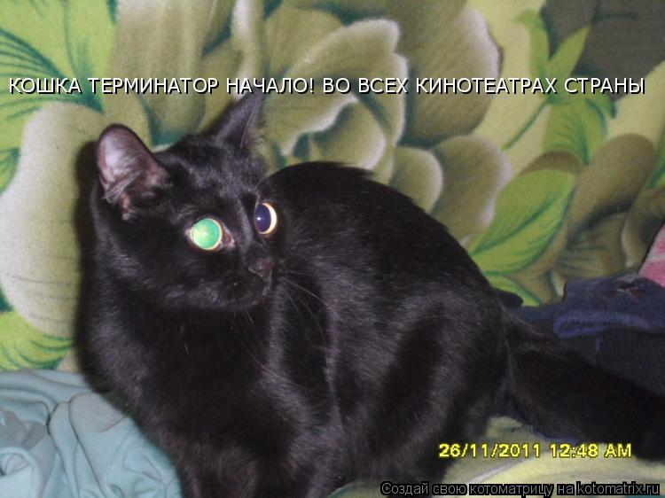 КОШКА ТЕРМИНАТОР НАЧАЛО! ВО ВСЕХ КИНОТЕАТРАХ СТРАНЫ... Котоматрица: КОШКА ТЕРМИНАТОР НАЧАЛО! ВО ВСЕХ КИНОТЕАТРАХ СТРАНЫ