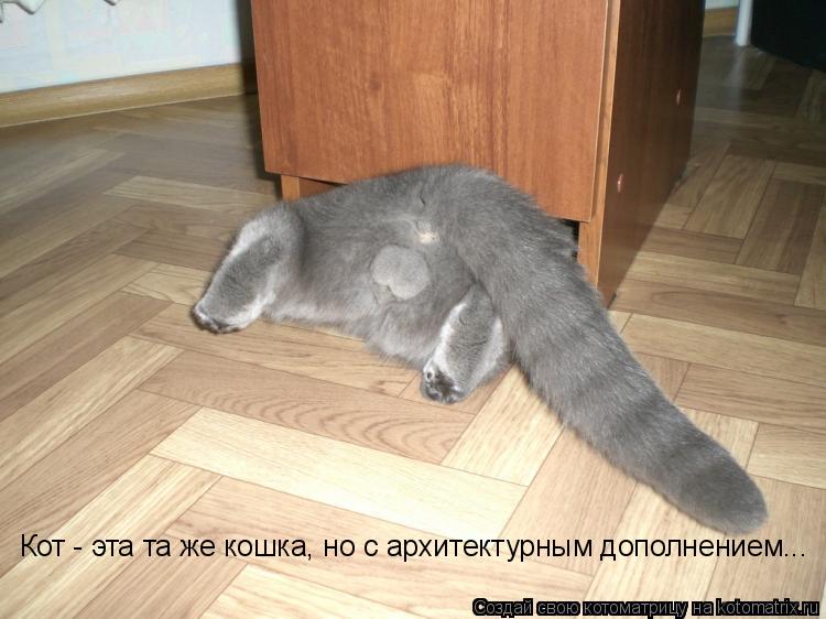 Кот - эта та же кошка, но с архитектурным дополнением...... Котоматрица: Кот - эта та же кошка, но с архитектурным дополнением...