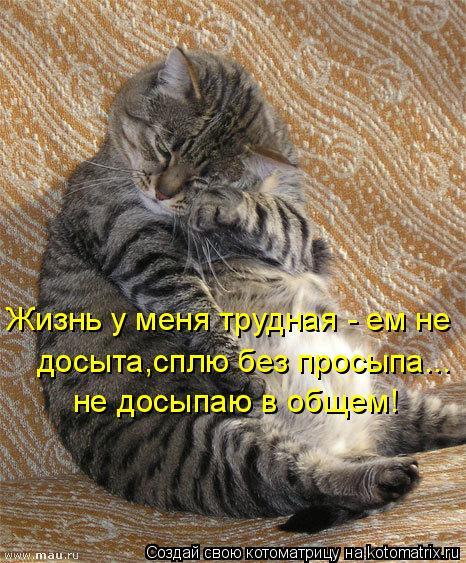 Жизнь у меня трудная - ем не досыта,сплю без просыпа... не досыпаю в общем!... Котоматрица: Жизнь у меня трудная - ем не досыта,сплю без просыпа... не досыпаю в общем!