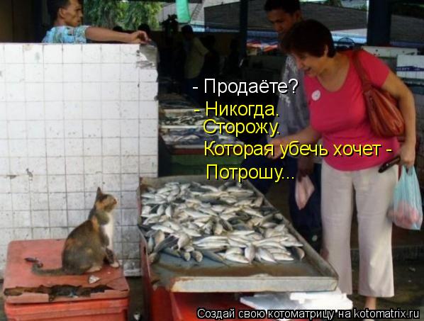Котоматрица: - Продаёте? - Никогда.  Сторожу. Которая убечь хочет - Потрошу...