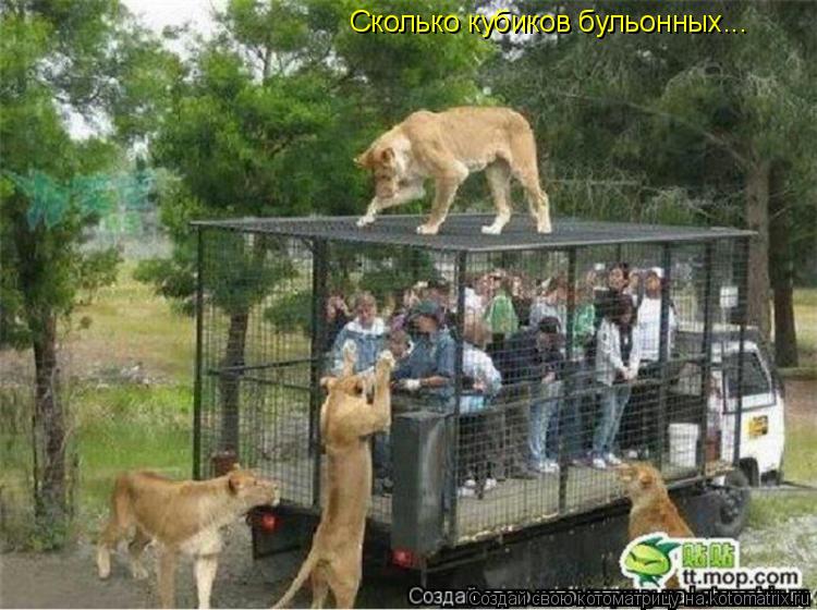 Сколько кубиков бульонных...... Котоматрица: Сколько кубиков бульонных...