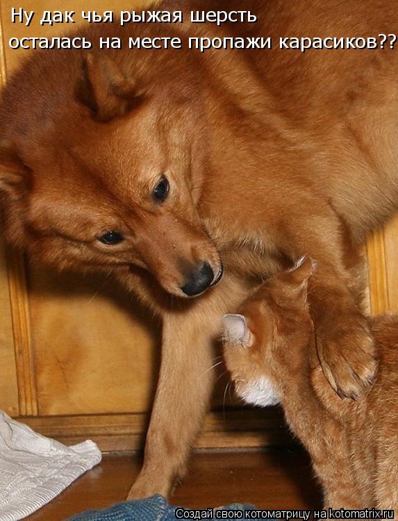 Ну дак чья рыжая шерсть осталась на месте пропажи карасиков???... Котоматрица: Ну дак чья рыжая шерсть осталась на месте пропажи карасиков???