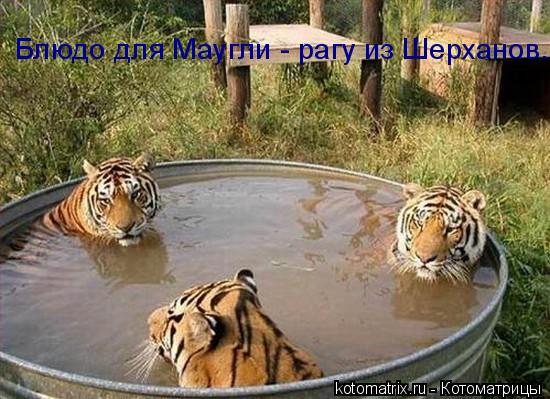 Блюдо для Маугли - рагу из Шерханов.... Котоматрица: Блюдо для Маугли - рагу из Шерханов.