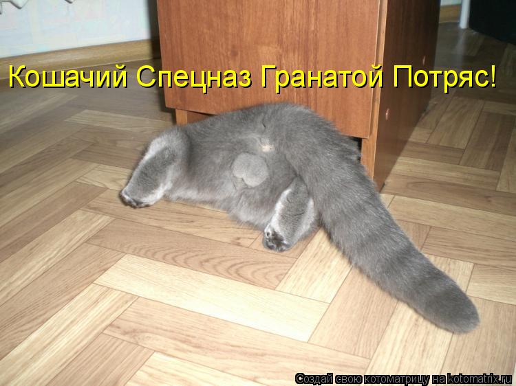 Кошачий Спецназ Гранатой Потряс!... Котоматрица: Кошачий Спецназ Гранатой Потряс!