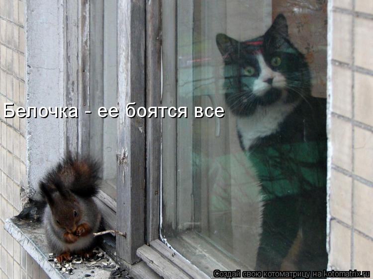 Белочка - ее боятся все... Котоматрица: Белочка - ее боятся все