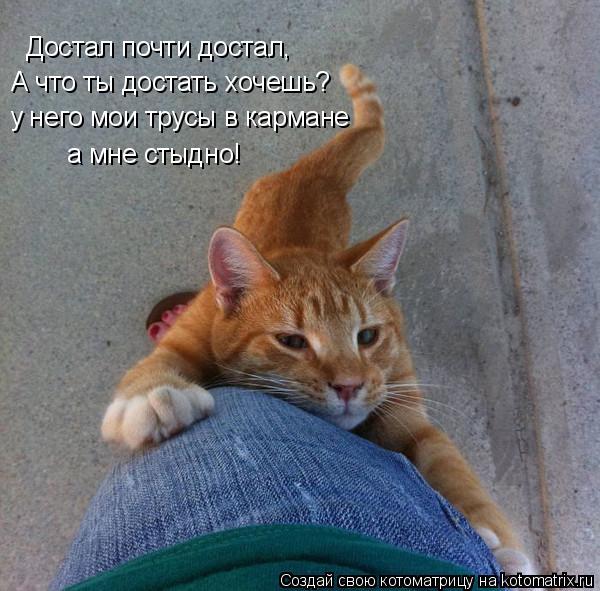 А что ты достать хочешь? у него мои трусы в кармане а мне стыдно! Достал почти достал,... Котоматрица: А что ты достать хочешь? у него мои трусы в кармане а мне стыдно! Достал почти достал,