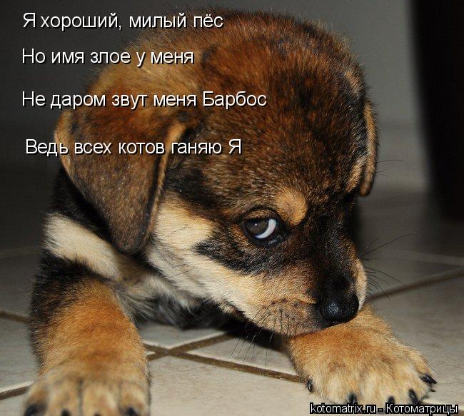 Я хороший, милый пёс Но имя злое у меня Не даром звут меня Барбос Ведь всех котов ганяю Я... Котоматрица: Я хороший, милый пёс Но имя злое у меня Не даром звут меня Барбос Ведь всех котов ганяю Я