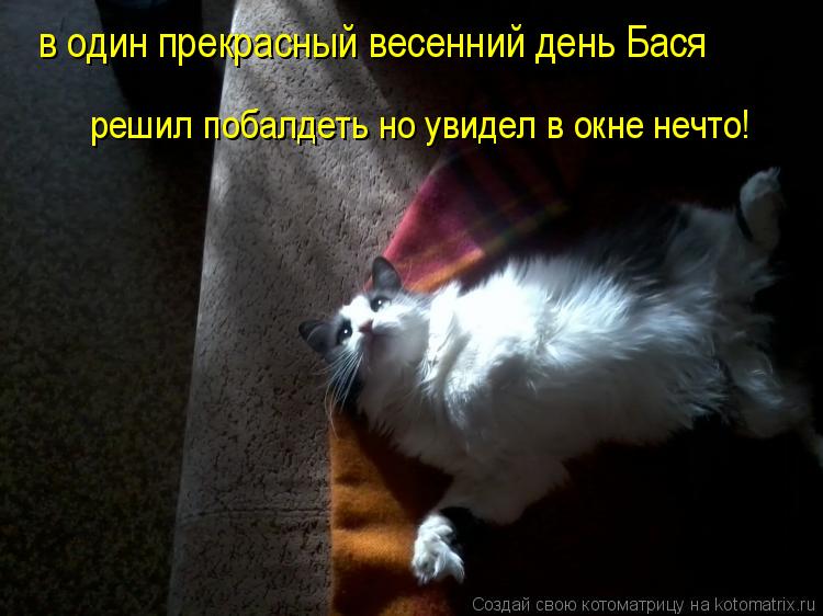 в один прекрасный весенний день Бася решил побалдеть но увидел в окне нечто!... Котоматрица: в один прекрасный весенний день Бася решил побалдеть но увидел в окне нечто!
