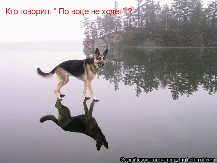 Кто говорил: " По воде не ходет" ? Кто говорил: " По воде не ходет" ?... Котоматрица: Кто говорил: " По воде не ходет" ? Кто говорил: " По воде не ходет" ?