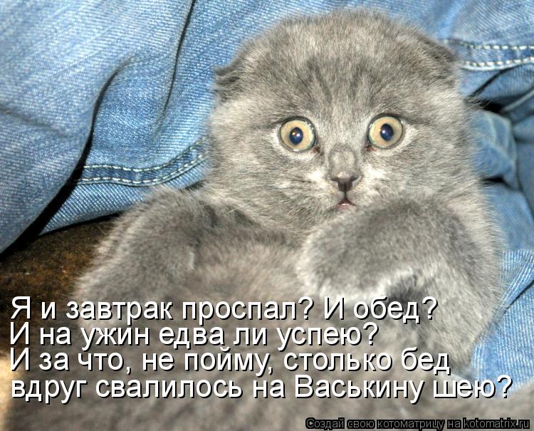 И за что, не пойму, столько бед Я и завтрак проспал? И обед? И на ужин едва ли успею? вдруг свалилось... Котоматрица: И за что, не пойму, столько бед Я и завтрак проспал? И обед? И на ужин едва ли успею? вдруг свалилось на Васькину шею?