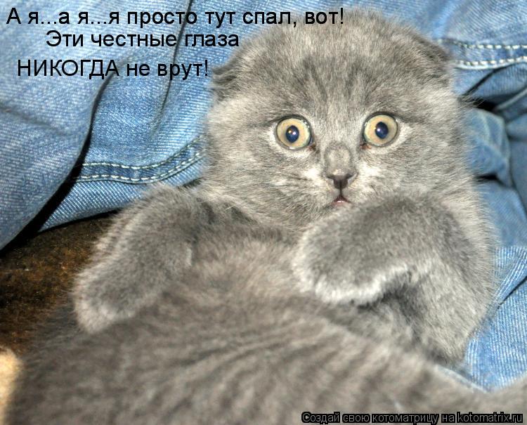 А я...а я...я просто тут спал, вот! А я...а я...я просто тут спал, вот! Эти честные глаза НИКОГДА не ... Котоматрица: А я...а я...я просто тут спал, вот! А я...а я...я просто тут спал, вот! Эти честные глаза НИКОГДА не врут!