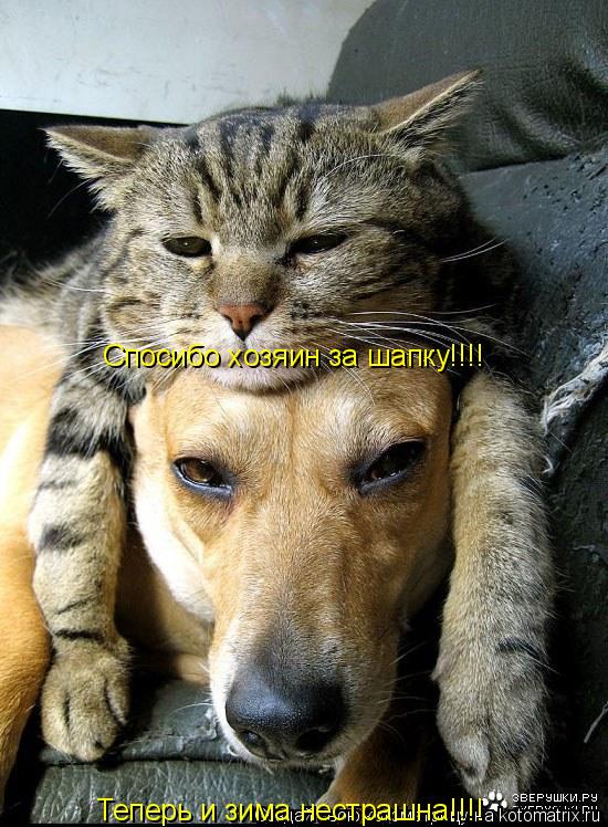 Котоматрица: Теперь и зима нестрашна!!!! Спосибо хозяин за шапку!!!!
