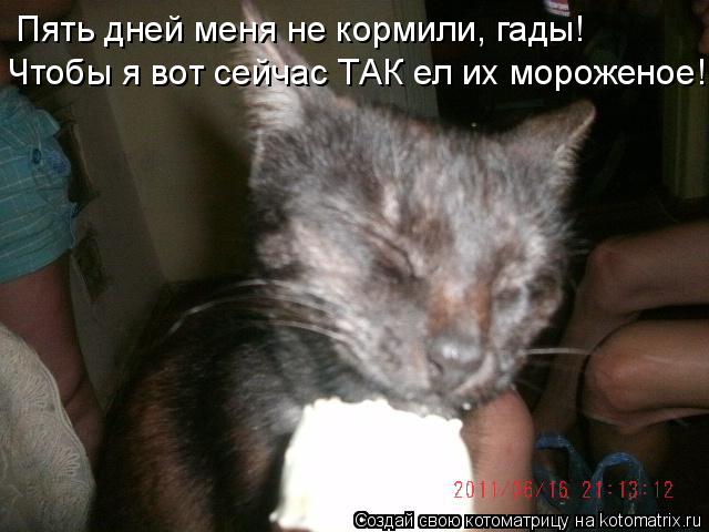 Котоматрица: Пять дней меня не кормили, гады! Чтобы я вот сейчас ТАК ел их мороженое!