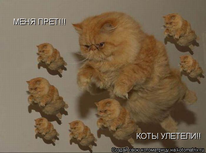Котоматрица: МЕНЯ ПРЕТ!!! КОТЫ УЛЕТЕЛИ!!
