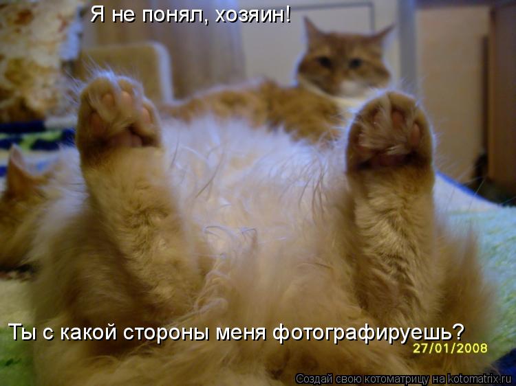 Котоматрица: Я не понял, хозяин! Ты с какой стороны меня фотографируешь?