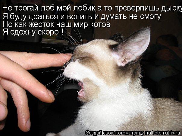 Котоматрица: Не трогай лоб мой лобик,а то прсверлишь дырку.Я буду драться и вопить  Я буду драться и вопить  и думать не смогу Но как жесток наш мир котов Я