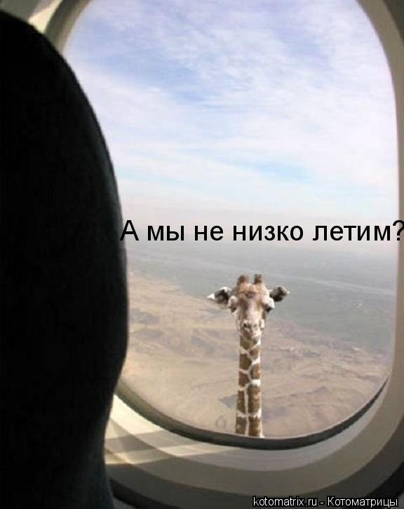 Котоматрица: А мы не низко летим??????