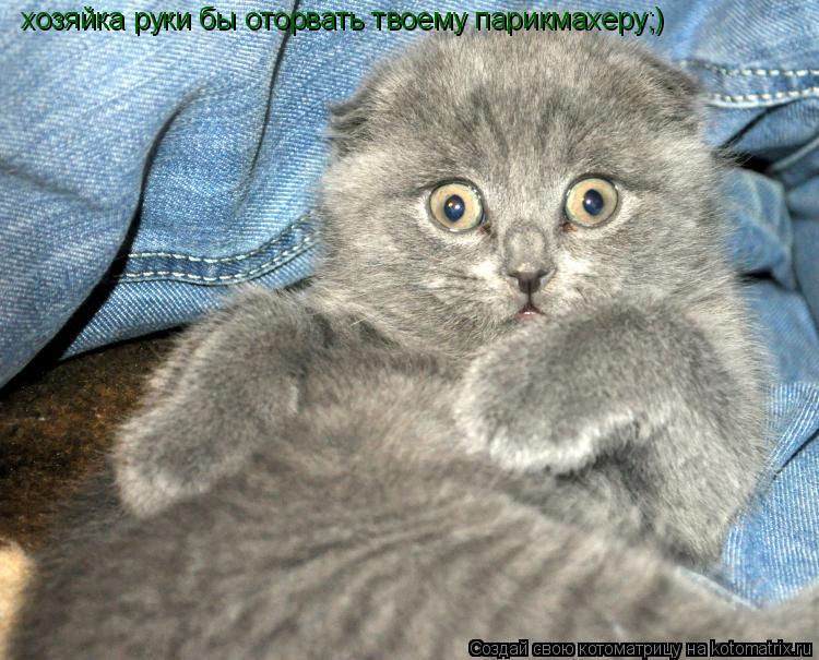 Котоматрица: хозяйка руки бы оторвать твоему парикмахеру;)