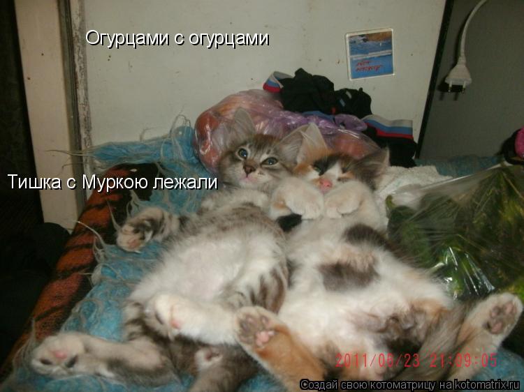Котоматрица: Огурцами с огурцами Тишка с Муркою лежали