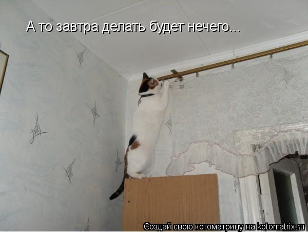 Котоматрица: А то завтра делать будет нечего...
