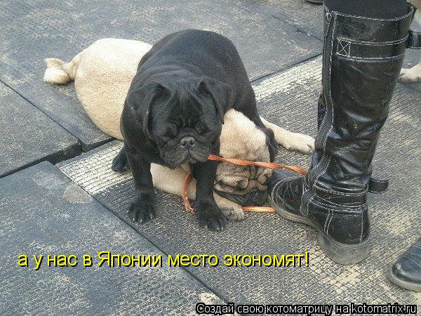 Котоматрица: а у нас в Японии место экономят!