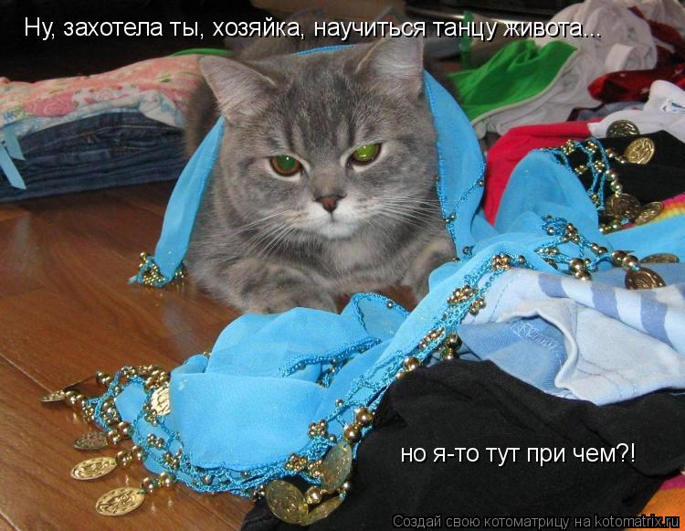 Котоматрица: но я-то тут при чем?! Ну, захотела ты, хозяйка, научиться танцу живота...