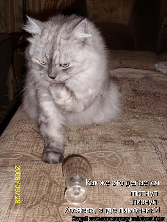 Котоматрица: Как же это делается: глотнул лизнул Хозяева, а где лимончик?!