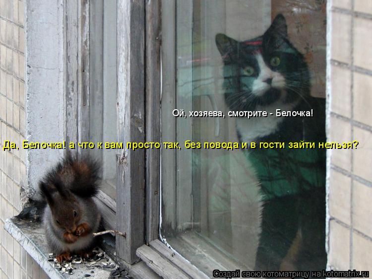Котоматрица: Ой, хозяева, смотрите - Белочка!  Да, Белочка! а что к вам просто так, без повода и в гости зайти нельзя?