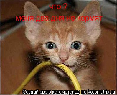Котоматрица: что ? меня два дня не кормят