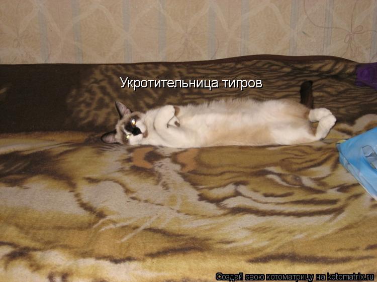 Котоматрица: Укротительница тигров