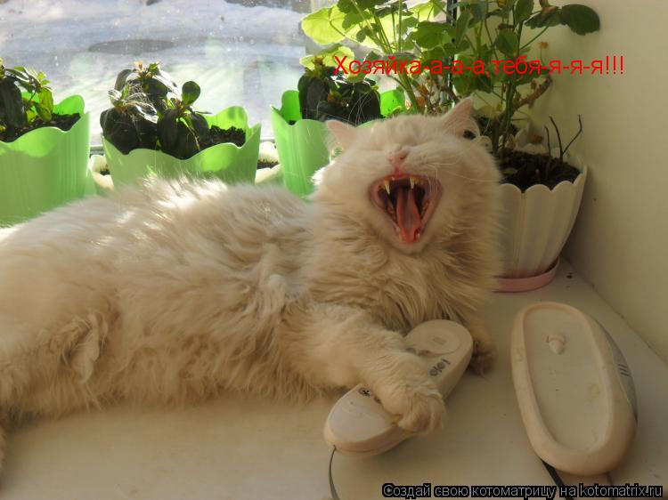 Котоматрица: Хозяйка-а-а-а,тебя-я-я-я!!!