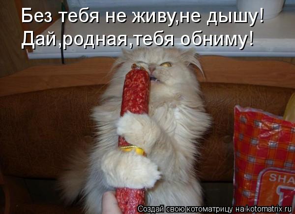 Котоматрица: Без тебя не живу,не дышу! Дай,родная,тебя обниму!