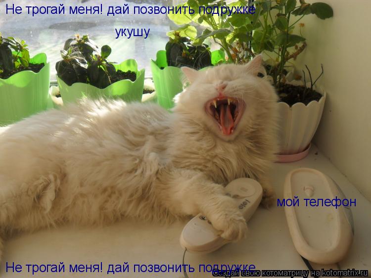 Котоматрица: Не трогай меня! дай позвонить подружке  Не трогай меня! дай позвонить подружке  укушу мой телефон