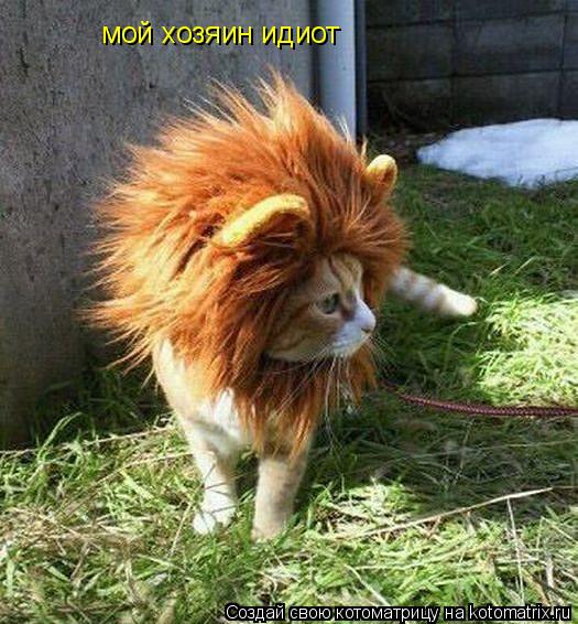 Котоматрица: мой хозяин идиот