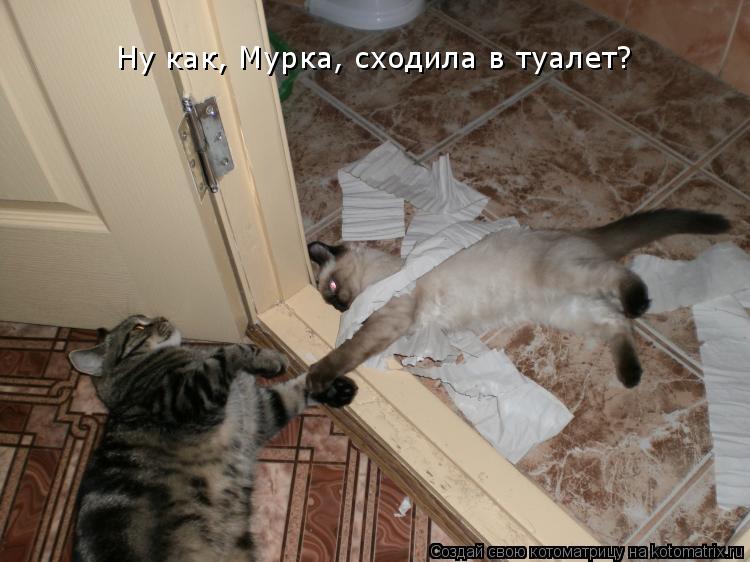 Котоматрица: Ну как, Мурка, сходила в туалет?