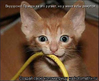 Котоматрица: Вкуууусно! Правда за это ругают, но у меня зубы режутся