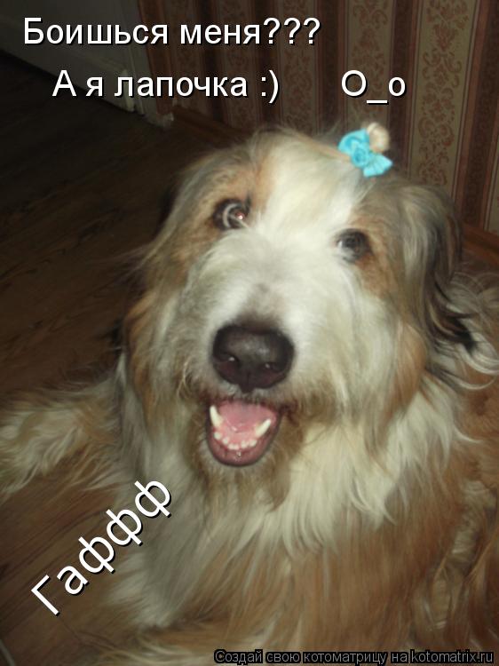 Боишься меня??? А я лапочка :) O_o Гаффф... Котоматрица: Боишься меня??? А я лапочка :) O_o Гаффф