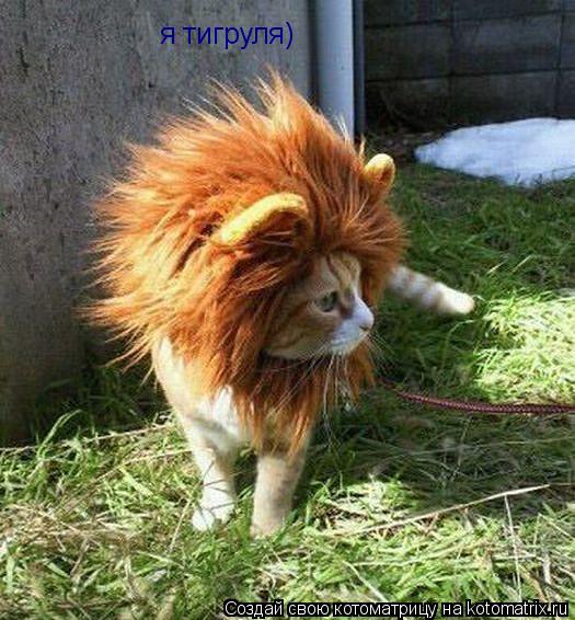 я тигруля)... Котоматрица: я тигруля)