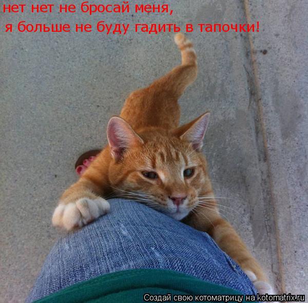 нет нет не бросай меня, я больше не буду гадить в тапочки!... Котоматрица: нет нет не бросай меня, я больше не буду гадить в тапочки!