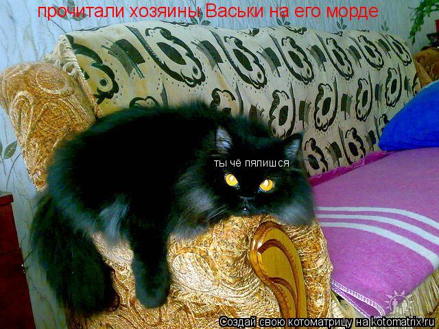 ты чё пялишся прочитали хозяины Васьки на его морде... Котоматрица: ты чё пялишся прочитали хозяины Васьки на его морде