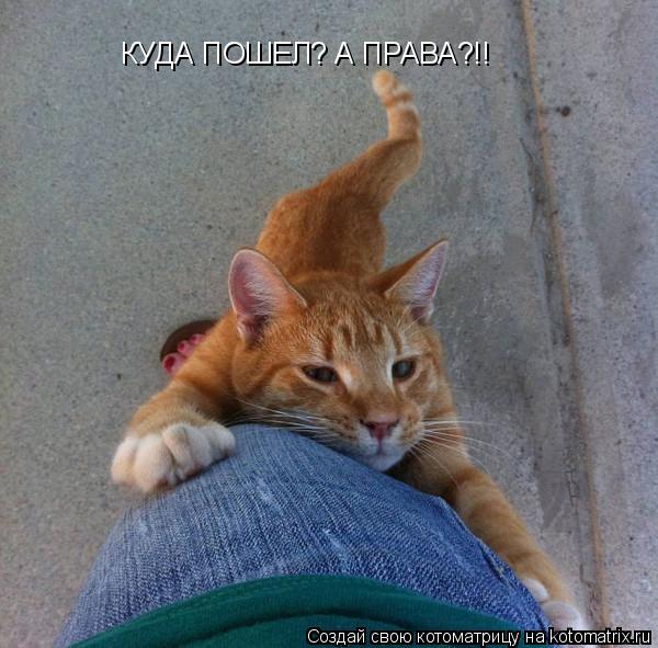 КУДА ПОШЕЛ? А ПРАВА?!!... Котоматрица: КУДА ПОШЕЛ? А ПРАВА?!!