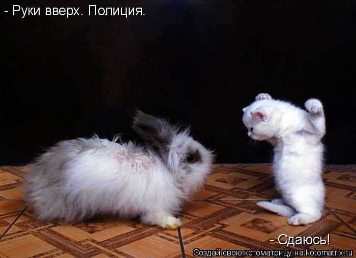 - Руки вверх. Полиция. - Сдаюсь!... Котоматрица: - Руки вверх. Полиция. - Сдаюсь!