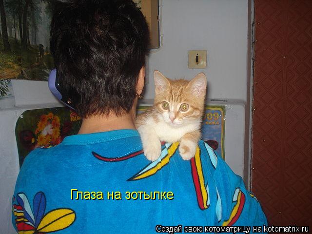 Глаза на зотылке... Котоматрица: Глаза на зотылке