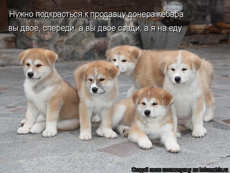 Нужно подкрасться к продавцу донера кебаба вы двое, спереди, а вы двое сзади, а я на еду... Котоматрица: Нужно подкрасться к продавцу донера кебаба вы двое, спереди, а вы двое сзади, а я на еду