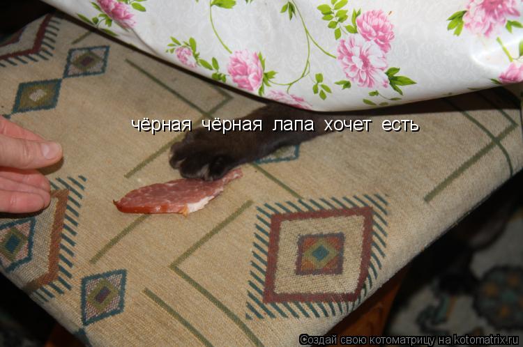 чёрная чёрная лапа хочет есть... Котоматрица: чёрная чёрная лапа хочет есть