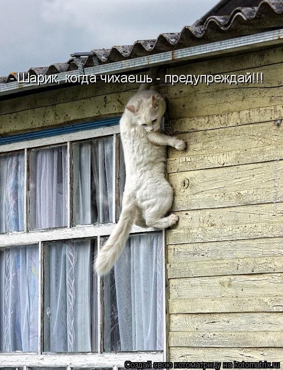 - Шарик, когда чихаешь - предупреждай!!!... Котоматрица: - Шарик, когда чихаешь - предупреждай!!!