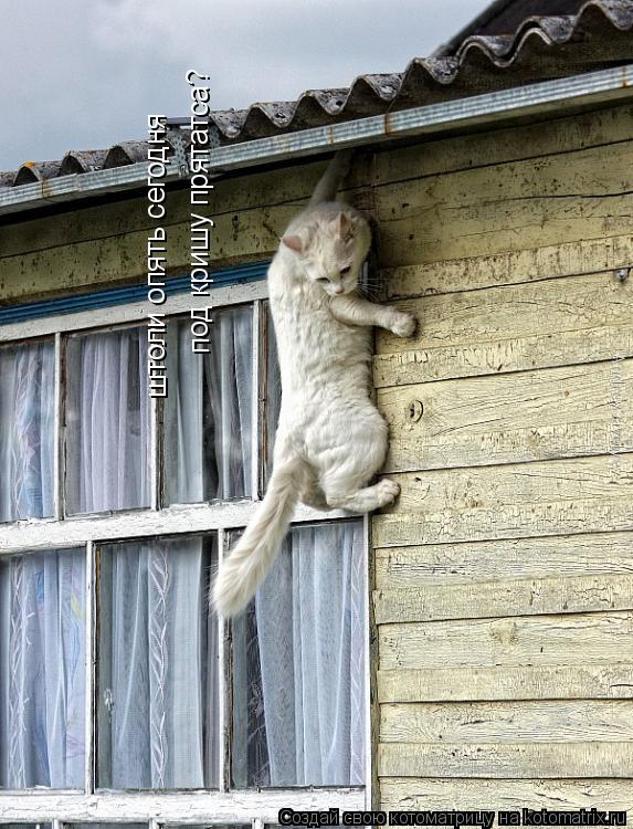 штоли опять сегодня под кришу прятатса?... Котоматрица: штоли опять сегодня под кришу прятатса?